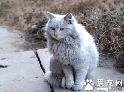 猫的生活习性 猫具由昼伏夜出的习性