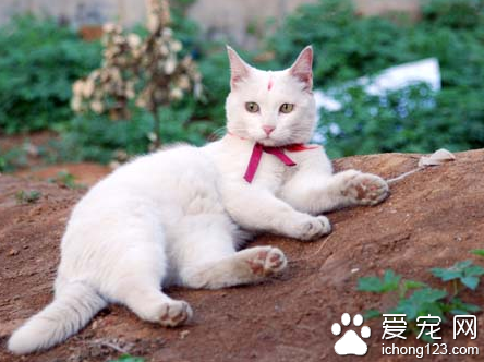 猫为什么爱睡觉 猫的睡眠中有3/4是假睡