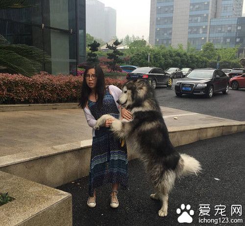 阿拉斯加缠住妹子 使用浑身解数撩妹