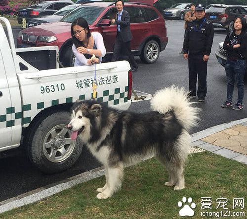 阿拉斯加缠住妹子 使用浑身解数撩妹