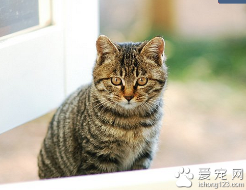 猫咪品种大全 什么是猫咪的斑点色系