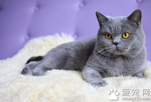 如何正确购买英国短毛猫 受欢迎的伴侣动物