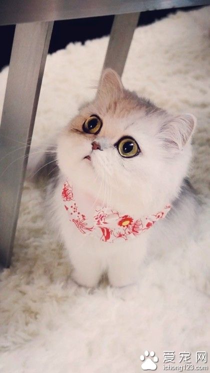 喵星人，萌萌的小短腿，谁？谁说我是包子脸？