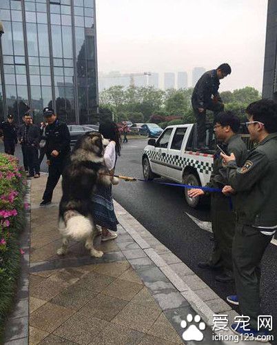 阿拉斯加缠住妹子 使用浑身解数撩妹