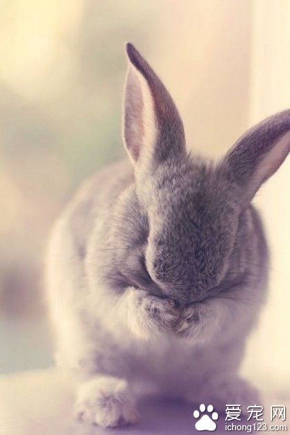 兔子，大家早上好，困困的，睁不开眼。