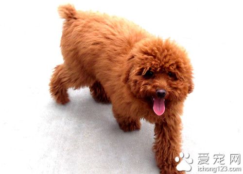 狗狗寄生虫的症状 粪杆线虫发病原因