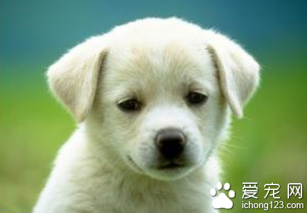 怎样让狗远离自己 利用零食来教他“走开”