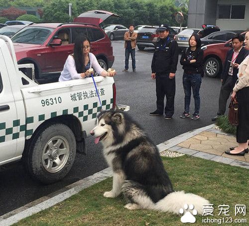 阿拉斯加缠住妹子 使用浑身解数撩妹