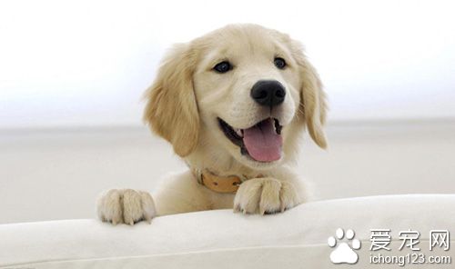 养宠物竟然可以破财 饲主需要注意的风水五大禁忌