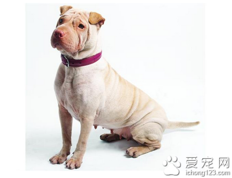 怎么训练狗坐下 可以采用零食训练法