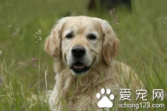 狗关节炎症状 膝关节韧带异位临床症状
