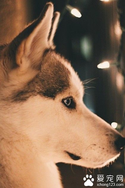 逗逼哈士奇的美感侧脸～千万别看正脸！绝对呆！