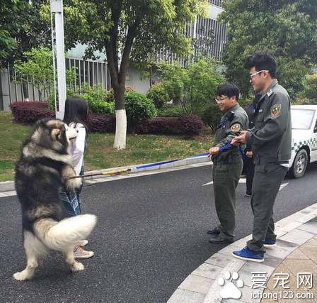 阿拉斯加缠住妹子 使用浑身解数撩妹