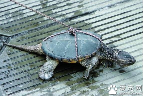 街上卖的“野生江龟”要价 3000元，其实是北美鳄龟|美国人当宠物养