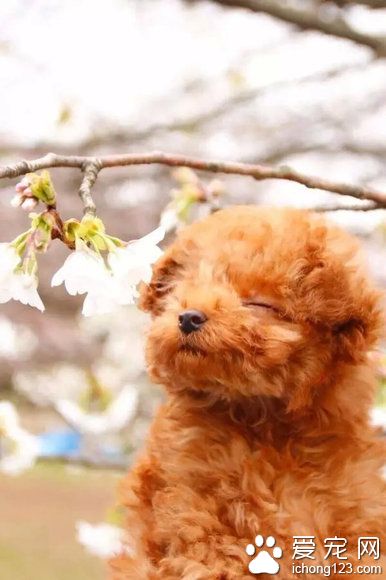 拍了十几年的照片，摆造型的经验还不如一只狗！