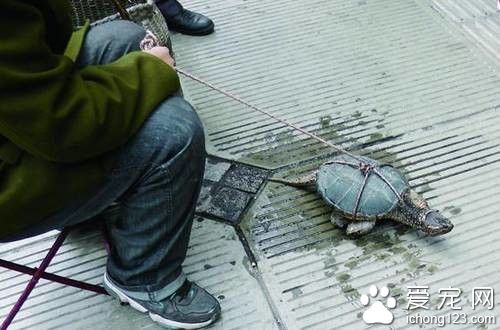 老人把北美鳄龟当成“野生江龟”来卖 更是要价3000元