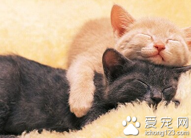 猫的颜色分类 详解什么是猫的单色系