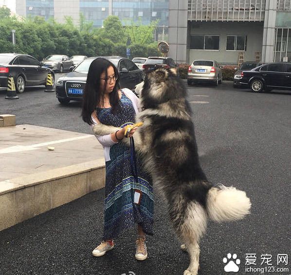 阿拉斯加缠住妹子 使用浑身解数撩妹