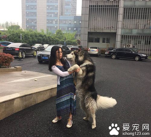 阿拉斯加缠住妹子 使用浑身解数撩妹