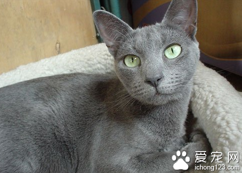 俄罗斯蓝猫图片 俄罗斯蓝猫有哪些特征