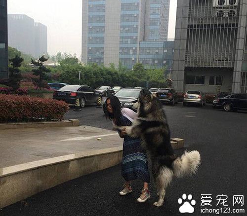 阿拉斯加缠住妹子 使用浑身解数撩妹