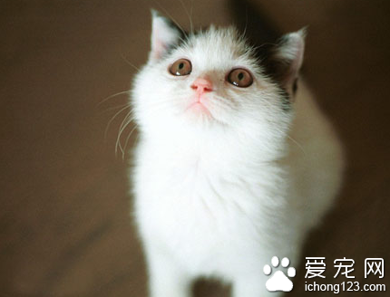 猫的毛色有什么 详解猫的混合毛色系