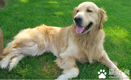 怎么训练狗趴下 详解训练狗趴下和翻身的技巧