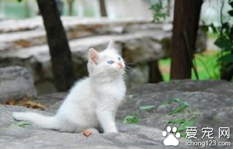 猫的毛色 详解猫的毛色有多少种色系