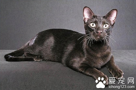 怎样选购哈瓦那棕猫 被毛以赤揭色而得名