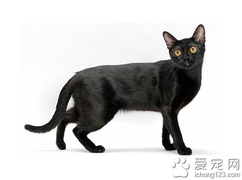 孟买猫图片 孟买猫有哪些体型特征