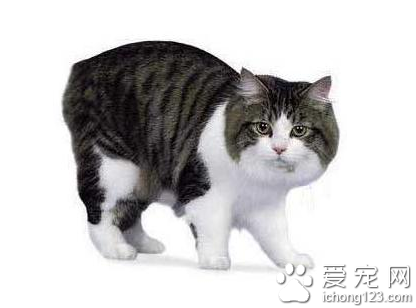 科来特猫图片 科来特猫有哪些体型特征