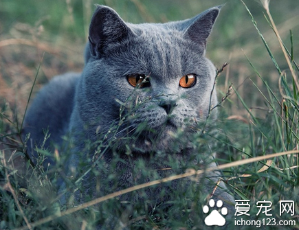 沙特尔猫图片 沙特尔猫有哪些体型特征