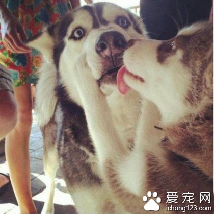 被强吻的哈士奇先生，明显是第一次的菜鸟，已经整个呆住了！！
