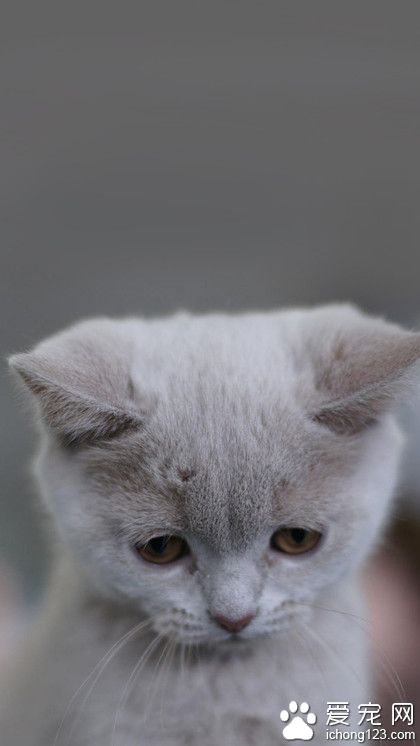 宝宝错了！(┬＿┬)