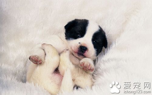 狗钩虫病怎么治 给予狗狗铁制剂和维生素