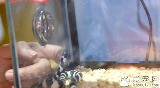 剧毒蓝环章鱼被当成宠物来饲养 被咬几分钟毙命