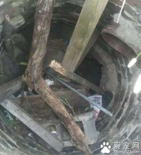男子在洞穴发现宠物狗 遭遗弃差点被饿死