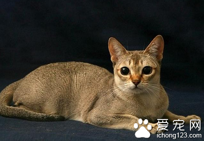 新加坡猫图片 详解如果选购新加坡猫