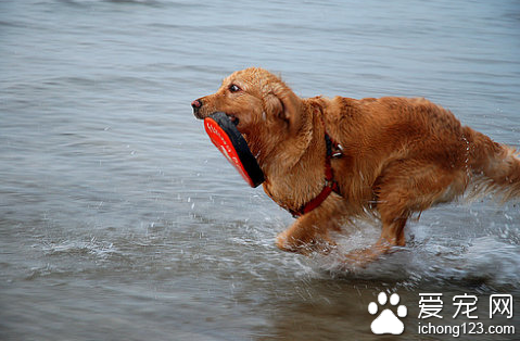 怎样训练狗狗走过来 切不可操之过急