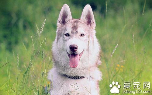 狗传染给人的病 认识人畜共同通传染病