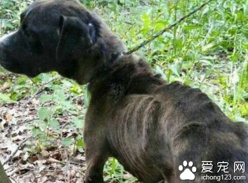 男子在洞穴发现宠物狗 遭遗弃差点被饿死