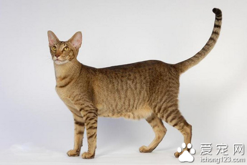 东方短毛猫图片 详解如何选购东方短毛猫