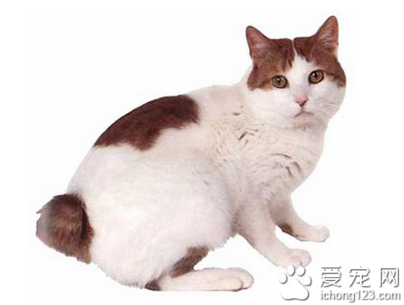 日本短尾猫图片 如何挑选日本短尾猫