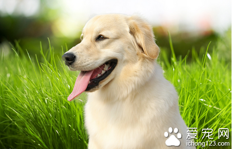 攻击性的狗 详解降低狗狗攻击性的训练