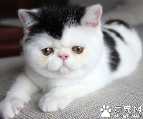 养猫要注意什么 在喂养上需注意六点