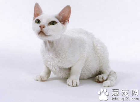 康瓦尔王猫图片 详解如何挑选康瓦尔王猫