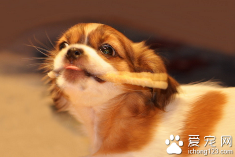 如何训练狗狗捡东西 教宠物捡回来