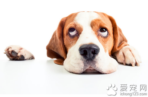 狗狗礼仪 详解狗狗居家礼仪的大训练