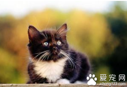 猫的营养需要 猫喂什么样的饲料或食物