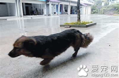 长沙岳麓区免费为宠物狗注射狂犬疫苗